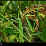 rana-toro-india-hoplobatrachus-tigerinus