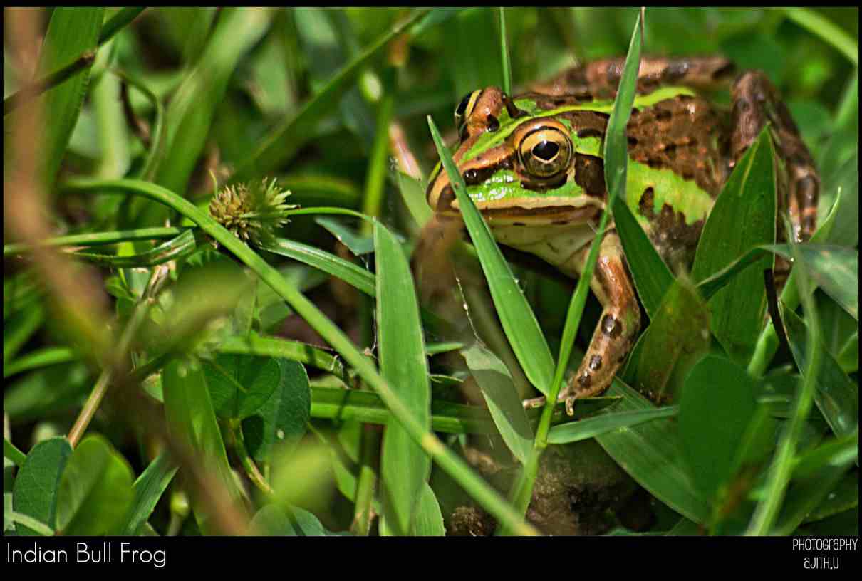 Rana toro india, Hoplobatrachus tigerinus