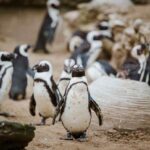 relaciones-intraespecificas