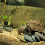 tortuga-boba-almizclera-sternotherus-minor