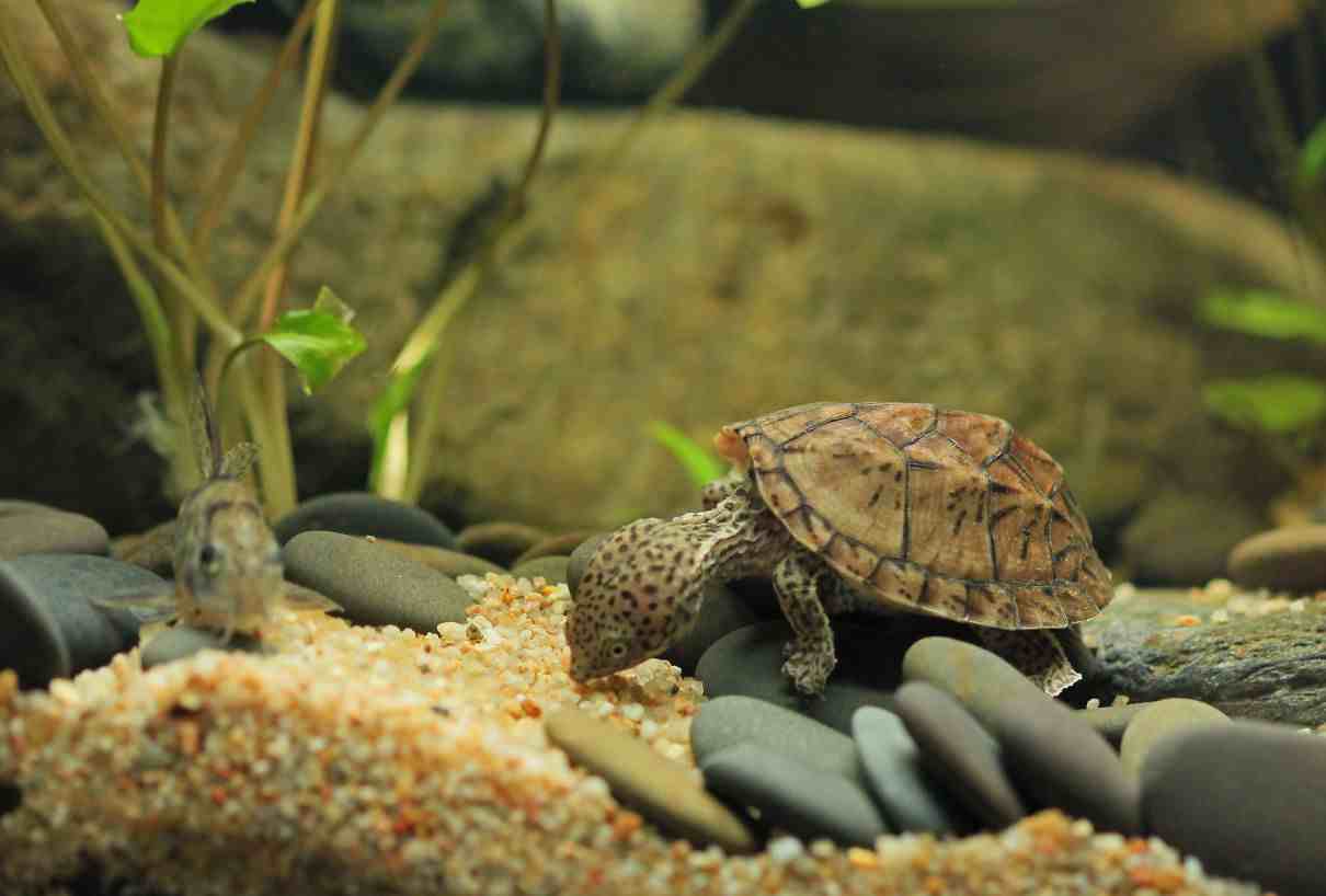 Tortuga boba almizclera, Sternotherus minor, la tortuga de gran cabeza