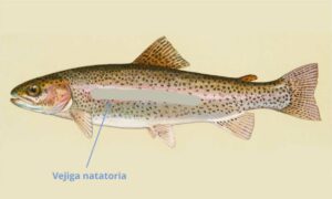 Vejiga natatoria de los peces