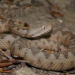 vibora-de-las-arenas-vipera-ammodytes