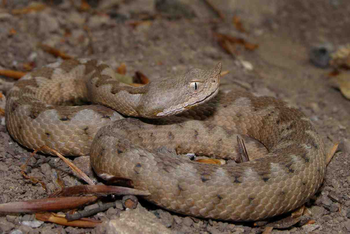 Víbora de las arenas, Vipera ammodytes, la más peligrosa de Europa