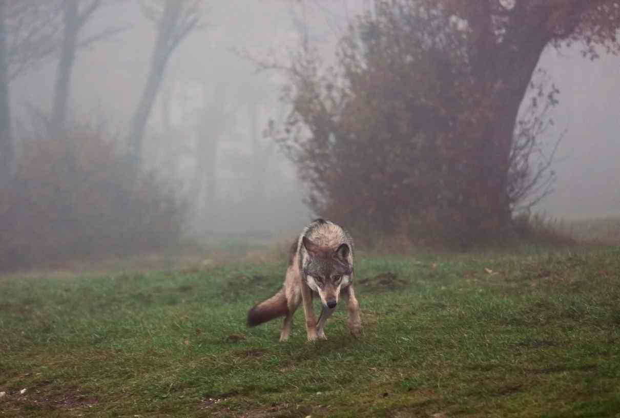 Animales carnívoros