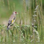 comportamiento-del-jilguero