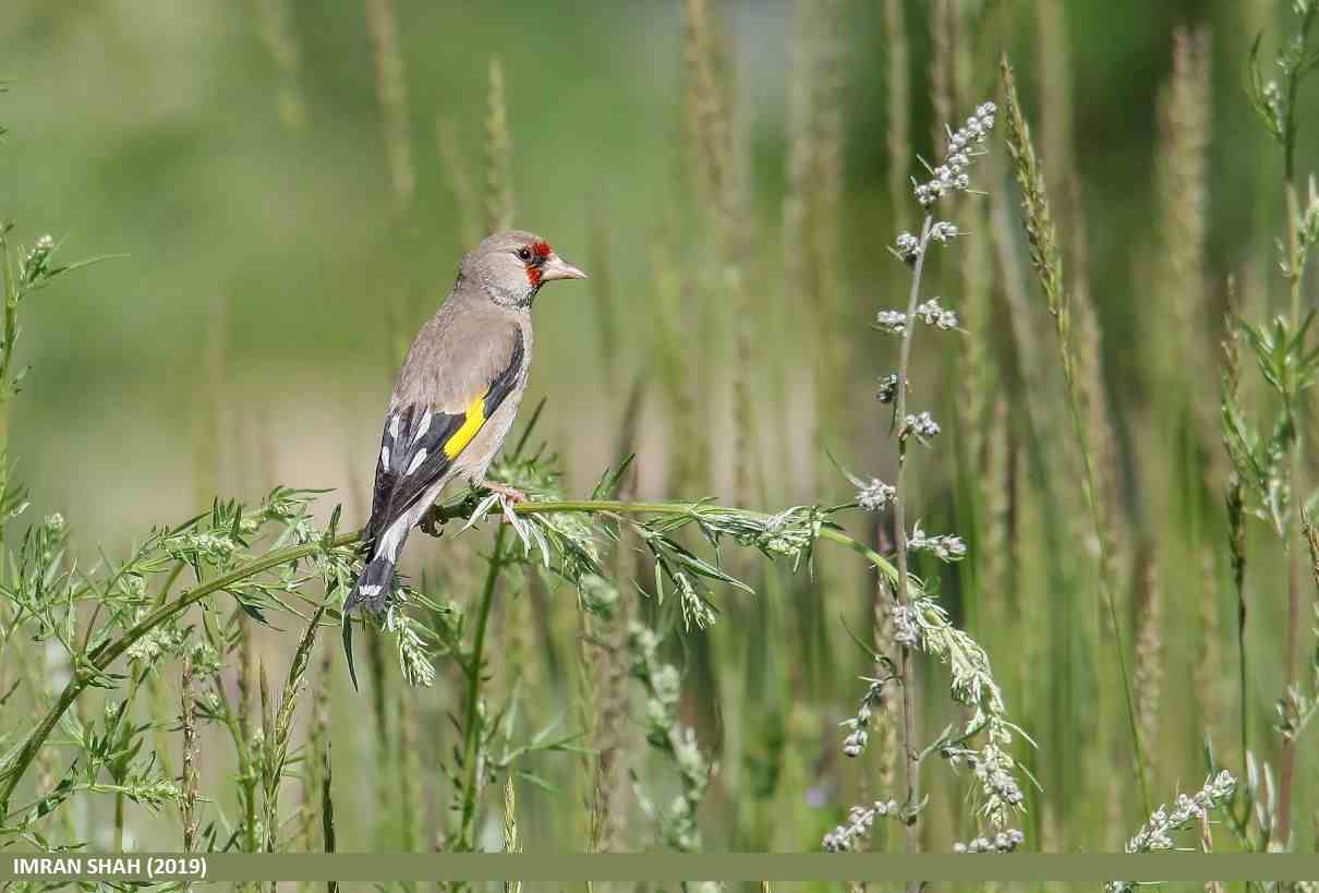 Comportamiento del jilguero
