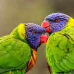 comportamiento-del-loro