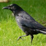 corneja-corvus-corone