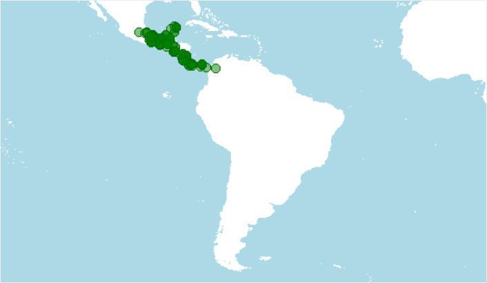 Distribución de mono araña de Geoffroy, Ateles geoffroyi