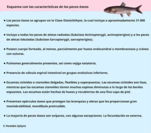 Peces óseos, Características Y Ejemplos (osteíctios)