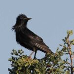 estornino-negro-sturnus-unicolor