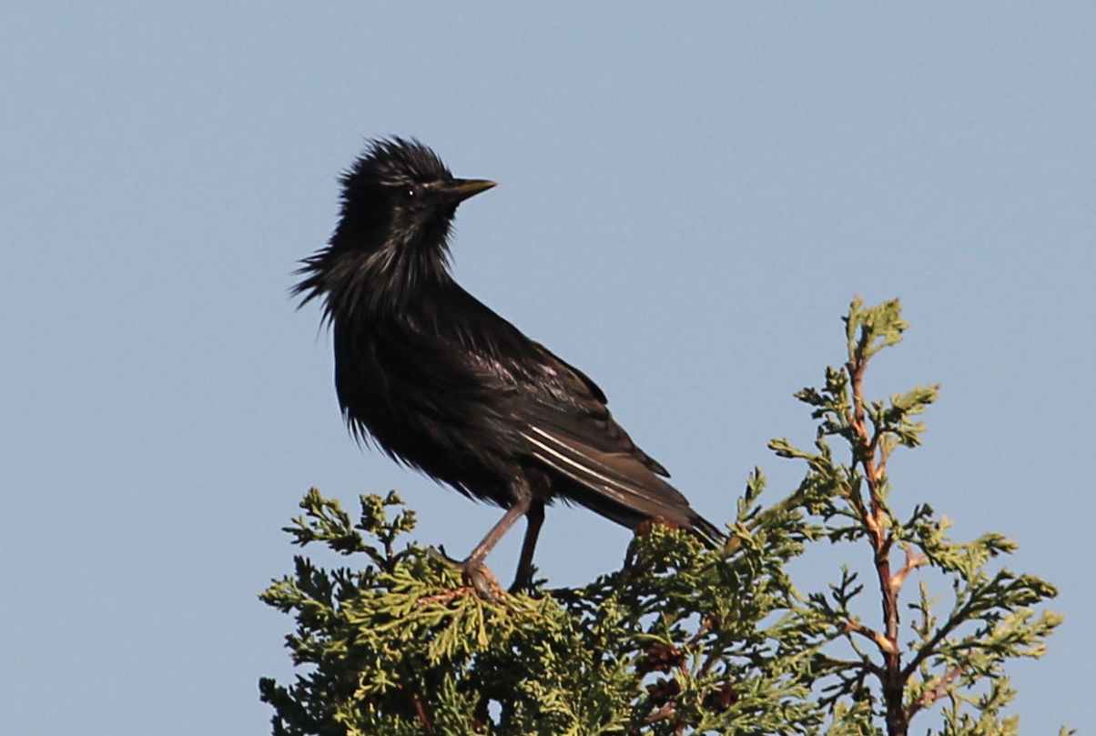 Estornino negro, Sturnus Unicolor, una especie en expansión