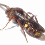 himenopteros-hymenoptera