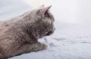 Canibalismo en gatos, causas y medidas de protección