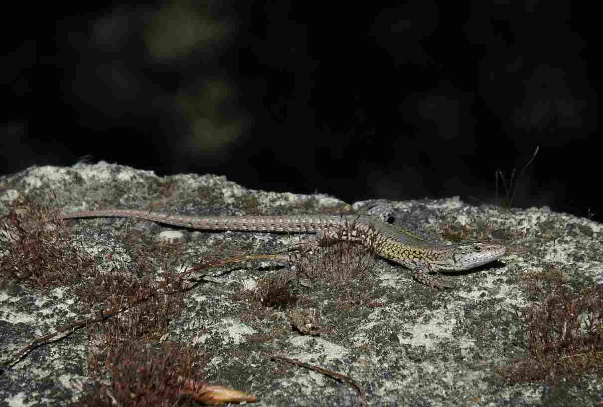 Lagartija verdosa, Podarcis virescens, un reptil de la península ibérica