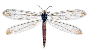 Neurópteros (Neuroptera), características y ejemplos