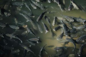 Peces de agua dulce, clasificación, diversidad e importancia