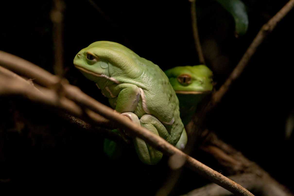 Rana mono encerada, Phyllomedusa sauvagii