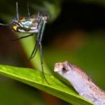 salamandra-manchada-bolitoglossa-ramosi