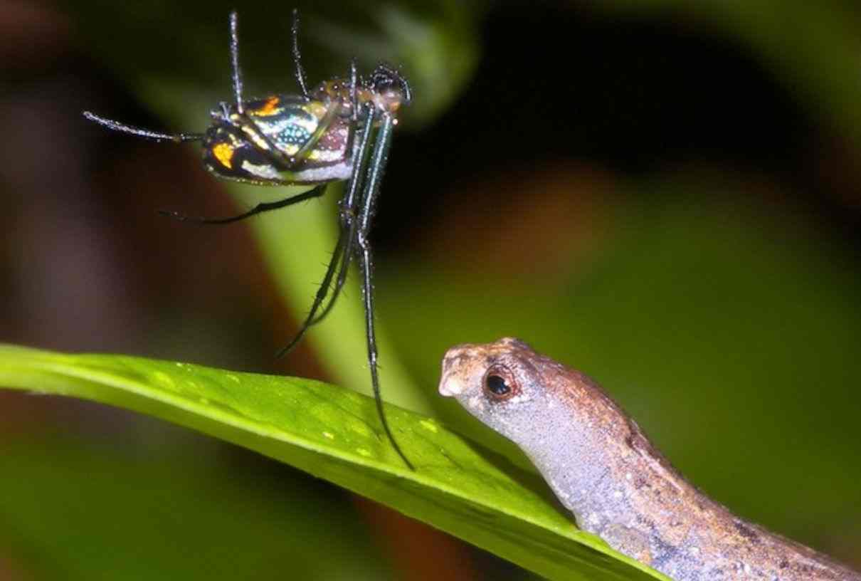 Salamandra manchada, Bolitoglossa ramosi