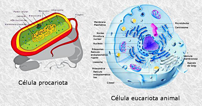 Tipos de células, procariotas y eucariotas