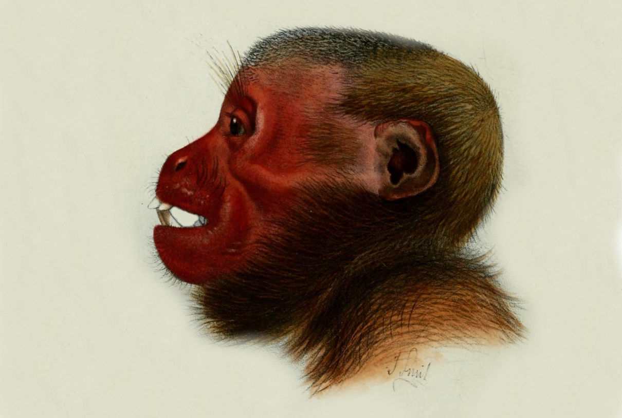 Uacari calvo, Cacajao calvus, un primate de cara roja y cabeza calva