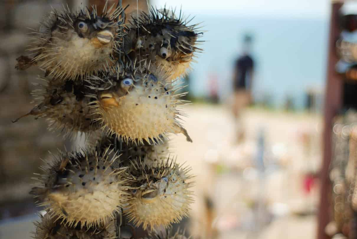 Peces globos, Tetraodontidae