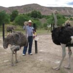 Comportamiento-de-los-avestruces