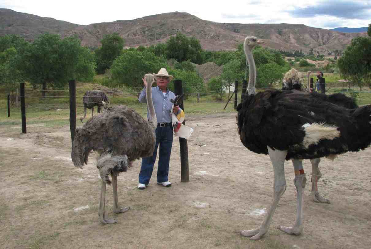 Comportamiento de los avestruces