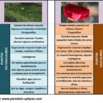 Diferencias-entre-plantas-vasculares-y-no-vasculares