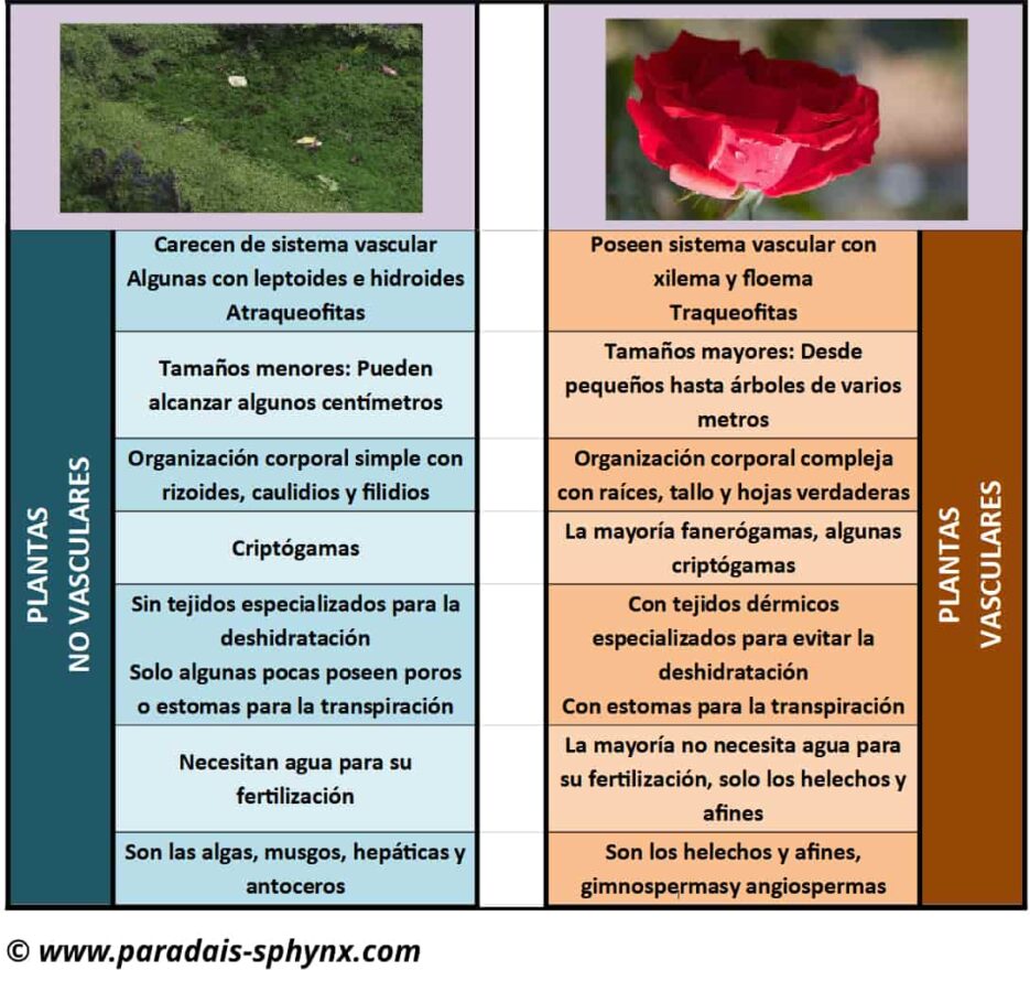 Cuadro comparativo con las diferencias entre plantas vasculares y no vasculares