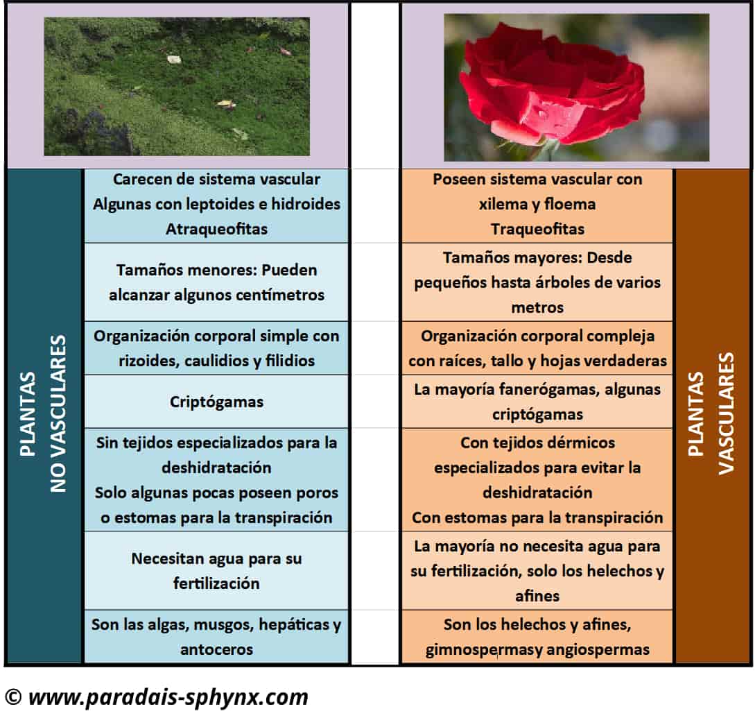 Diferencias entre plantas vasculares y no vasculares