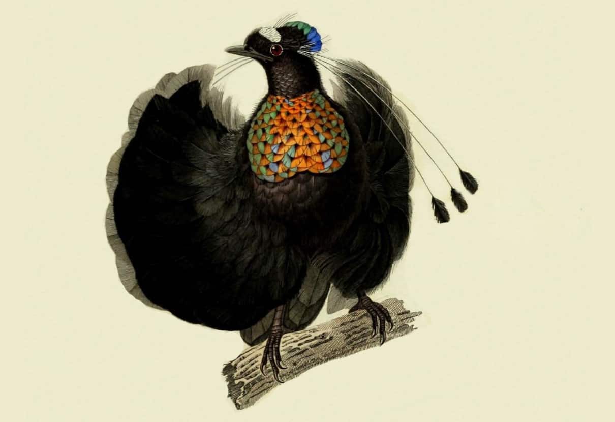 Aves del paraíso, familia Paradisaeidae, características y ciclo de vida
