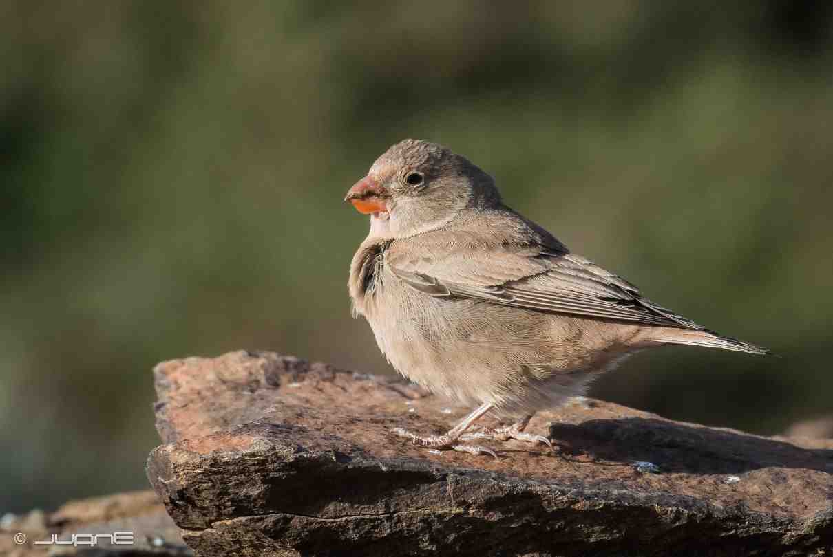 Camachuelo trompetero, Bucanetes githagineus