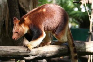 Canguro arborícola de Goodfellow, Dendrolagus goodfellowi