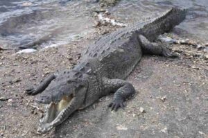 Diferencias entre cocodrilos y caimanes ¡Descúbrelas!