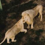 comportamiento-adquirido-de-los-animales