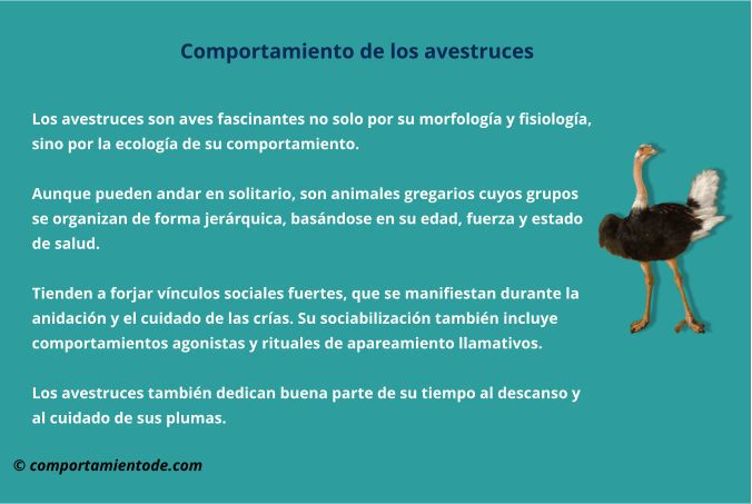 Esquema o resumen sobre el comportamiento de los avestruces