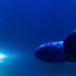 comportamiento-de-las-tortugas