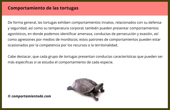 Resumen sobre el comportamiento de las tortugas