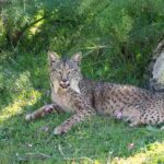 comportamiento-del-lince-iberico-lynx-pardinus