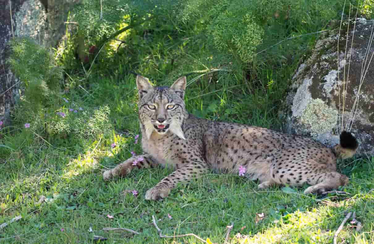 Imagen seleccionada para comportamiento del lince Ibérico, Lynx pardinus