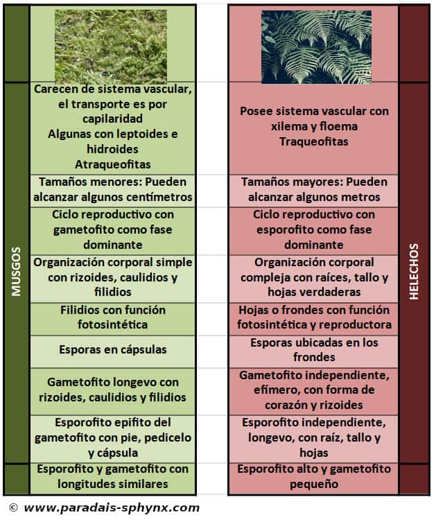 Cuadro comparativo con las diferencias entre musgos y helechos