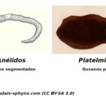 diferencias-entre-anelidos-y-platelmintos