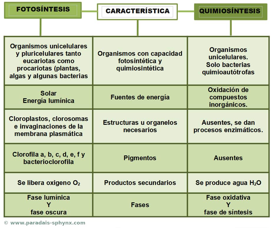 Diferencias entre fotosíntesis y quimiosíntesis, también analogías