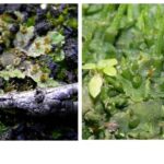 diferencias-entre-hepaticas-y-antoceros