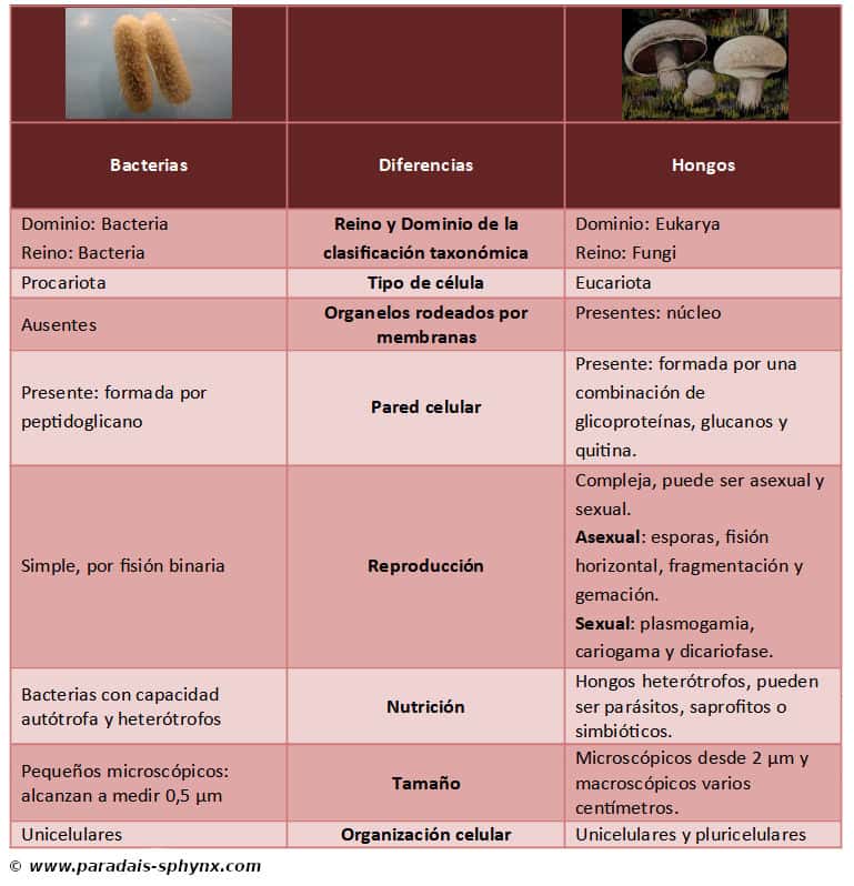 Diferencias entre hongos y bacterias, cuadro comparativo, resumen o esquema