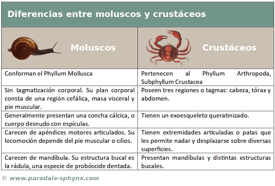 Diferencias entre moluscos y crustáceos, con ejemplos aclaratorios