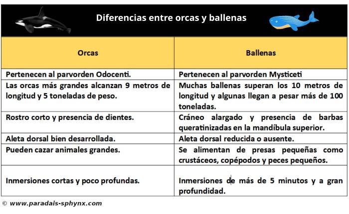 Cuadro comparativo con las diferencias entre orcas y ballenas (resumen o esquema)